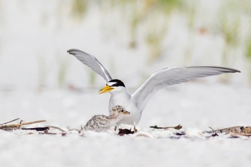 Service Removes Interior Least Tern from Endangered Species List