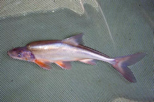 Service Finds Humpback Chub Swimming In The Right Direction