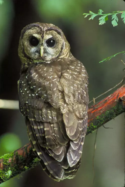 Service Proposes Listing Two Populations of California Spotted Owl Under ESA